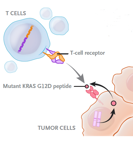 TCR-T细胞疗法，直击“癌王”胰腺癌