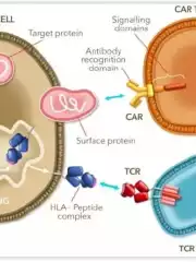 重磅首款！TCR-T疗法获批用于实体瘤的治疗，成为实体瘤治疗新方向