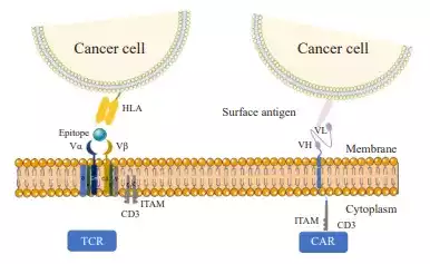 可愈有道_TCR-T疗法用于实体瘤的治疗