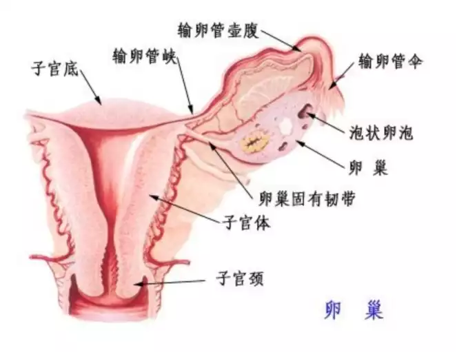 可愈有道_卵巢癌的早中晚期症状